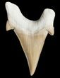 Large Otodus Shark Tooth Fossil #11538-1